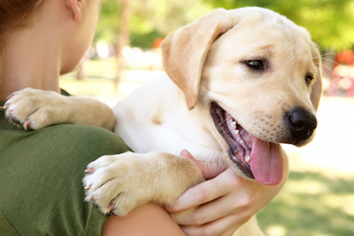 new pet owner | photo of yellow lab puppy