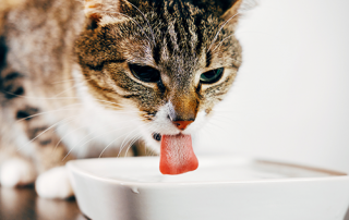 diabetes in cats and dogs | photo of cat drinking water