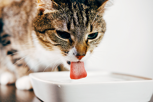 photo of cat lapping water from a bowl