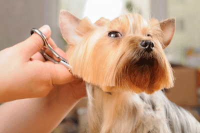 Summer Pet Grooming | Whitworth Pet Clinic