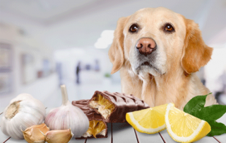 Whitworth Pet Vet | Diet Guidelines