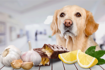 Whitworth Pet Vet | Diet Guidelines