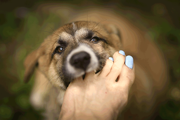 what does it mean when dogs bite their nails