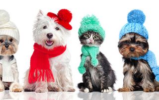 Heartworm prevention in the winter