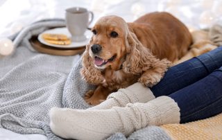 cold weather care for your pets