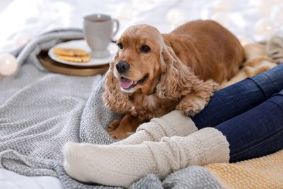 cold weather care for your pets