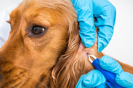 Lyme Disease transmitted though pets