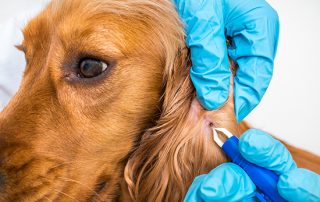 Lyme Disease transmitted through pets