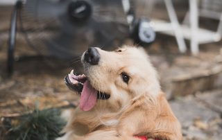 Heat stress in dogs