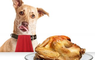 Foods dogs should avoid