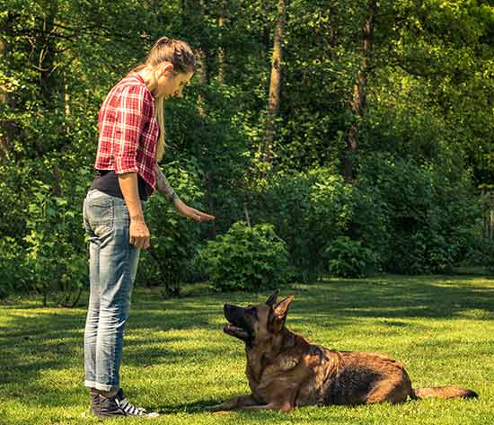 Training yourdog