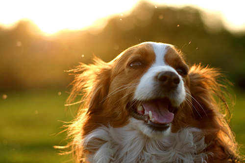 dog heat stress