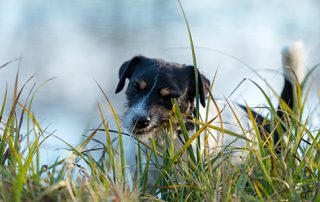 Dog Eats grass