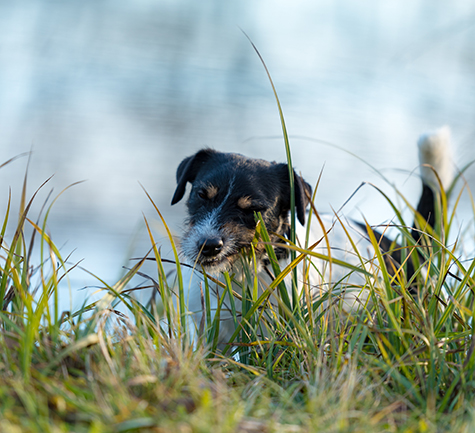 Why do dogs eat grass