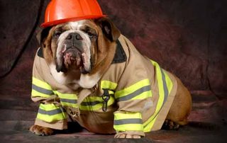 Pet fire Safety