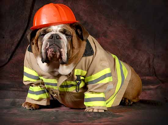 Pet fire Safety
