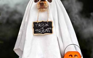 Halloween Hazards for Your Pets