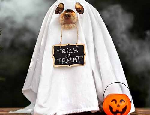 Halloween Hazards for Your Pets