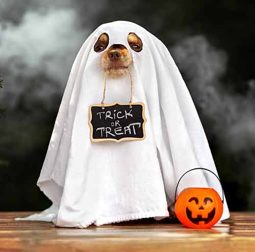 Halloween Hazards for Your Pets