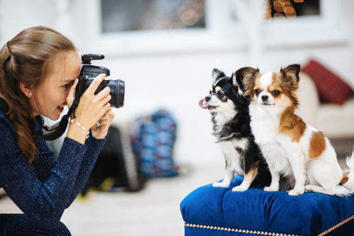 Tips for Taking Photos of Your Pets