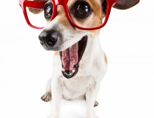 Dog Eye Problems