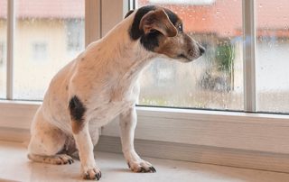 Prepare Pets for severe weather