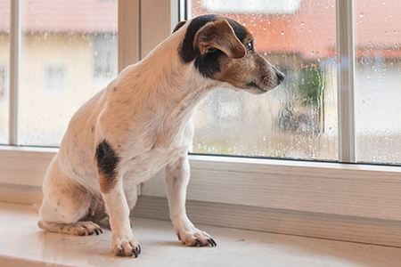 Prepare Pets for severe weather