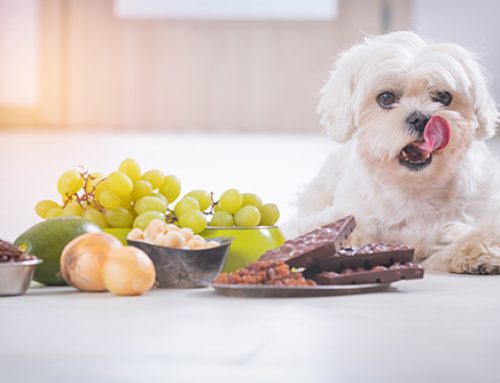 Pet Poison Prevention Awareness