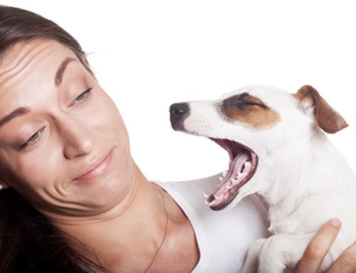 Bad Dog Breath – What Causes It?