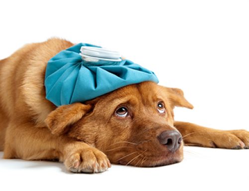Dog Influenza