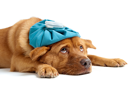 dog influenza