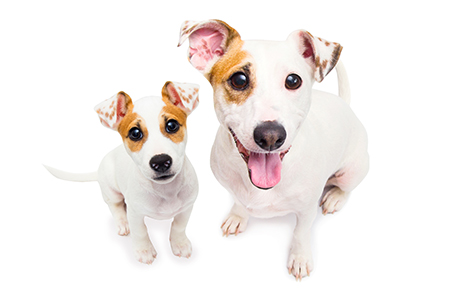 when should you neuter your dog