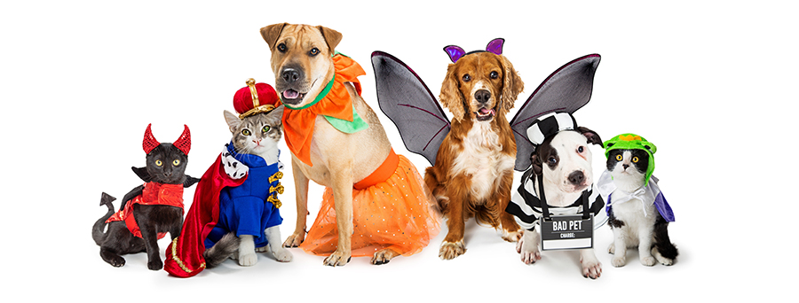 Dressing Up Your Pet Up for Halloween