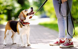 tips for walking your dog