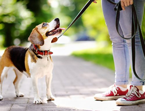 Tips For Walking Your Dog