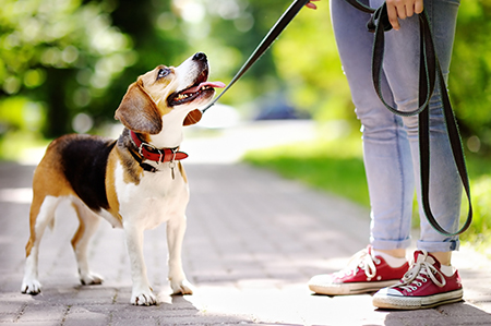 Choosing The Right Leash And Collar - Cesar's Way