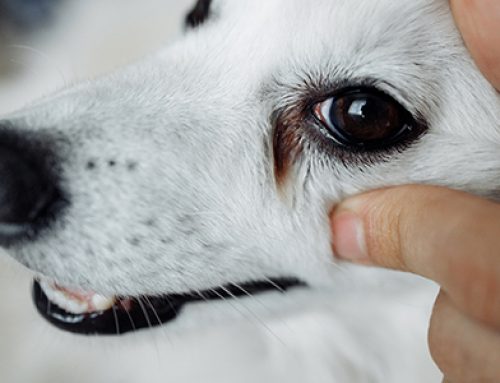 Watery Eyes in Dogs Could be a Sign of Dry Eyes