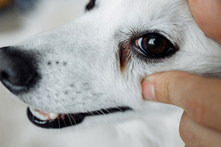 Watery Eyes in Dogs Could be a Sign of Dry Eyes Whitworth Animal