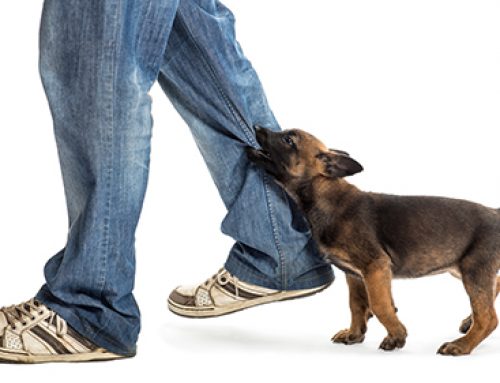 How to Keep Your Puppy From Nipping
