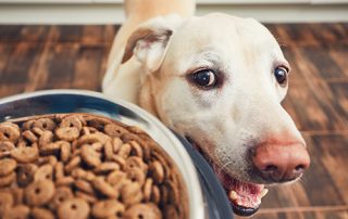 What to feed your dog