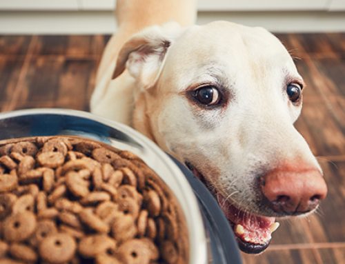 What to Feed Your Dog: Three Keys to Health and “Hoppiness”