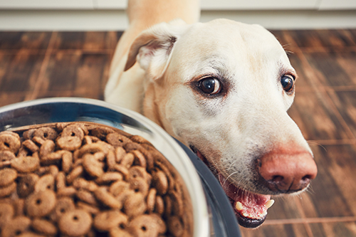 What to feed your dog
