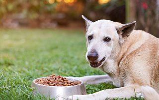 Food aaaggression in dogs