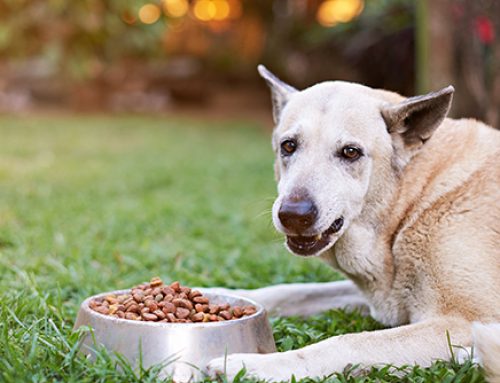 Does Your Dog Have Food Aggression?