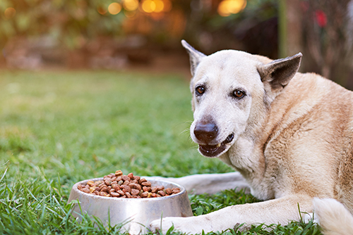 Does Your Dog Have Food Aggression Whitworth Animal Clinic