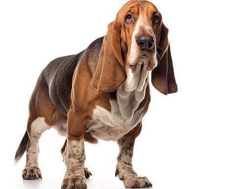 Can Humans Get Ringworm From Their Pets?