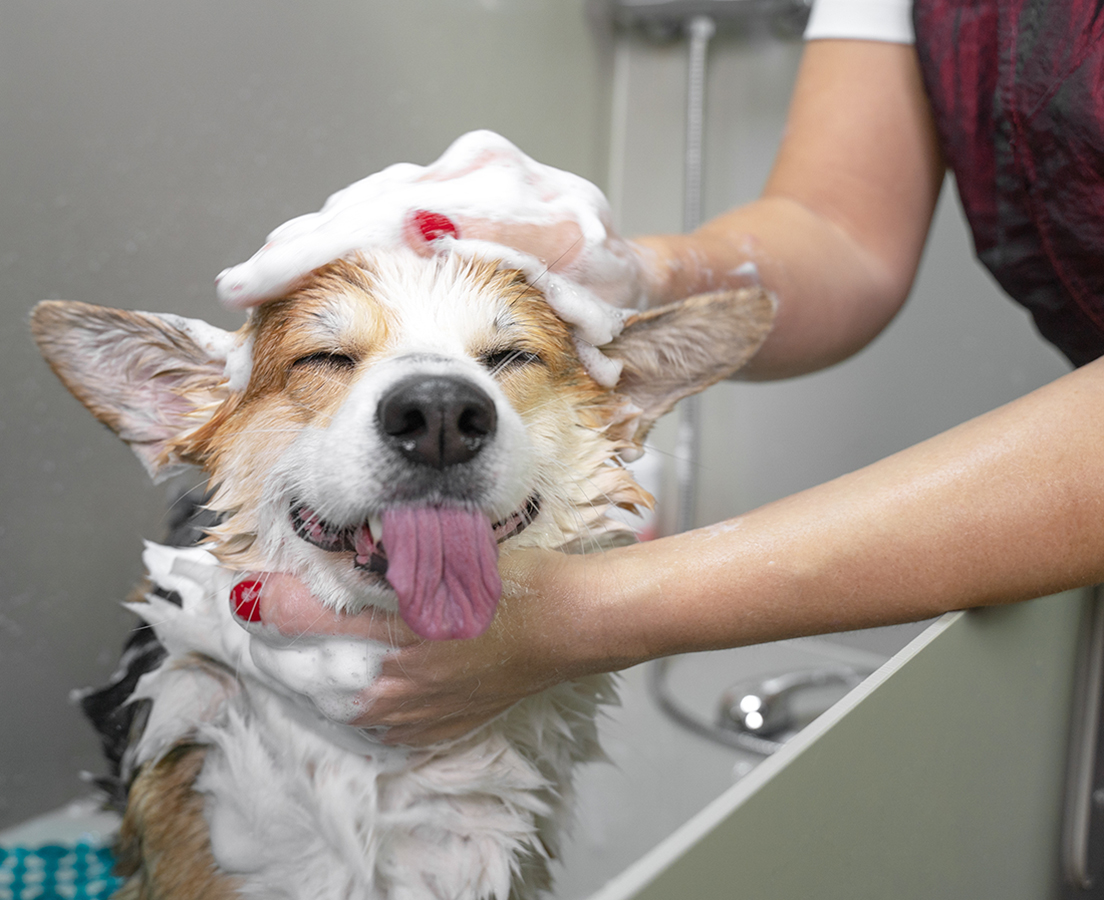 Funny portrait of a welsh corgi pembroke dog showering with shampoo. Dog taking a bubble bath in grooming salon. Dog Grooming