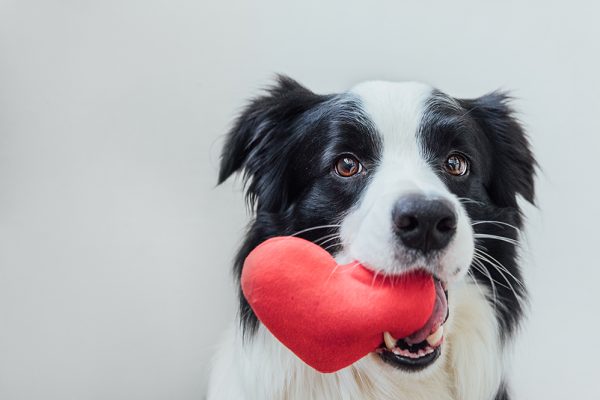 dog heart health