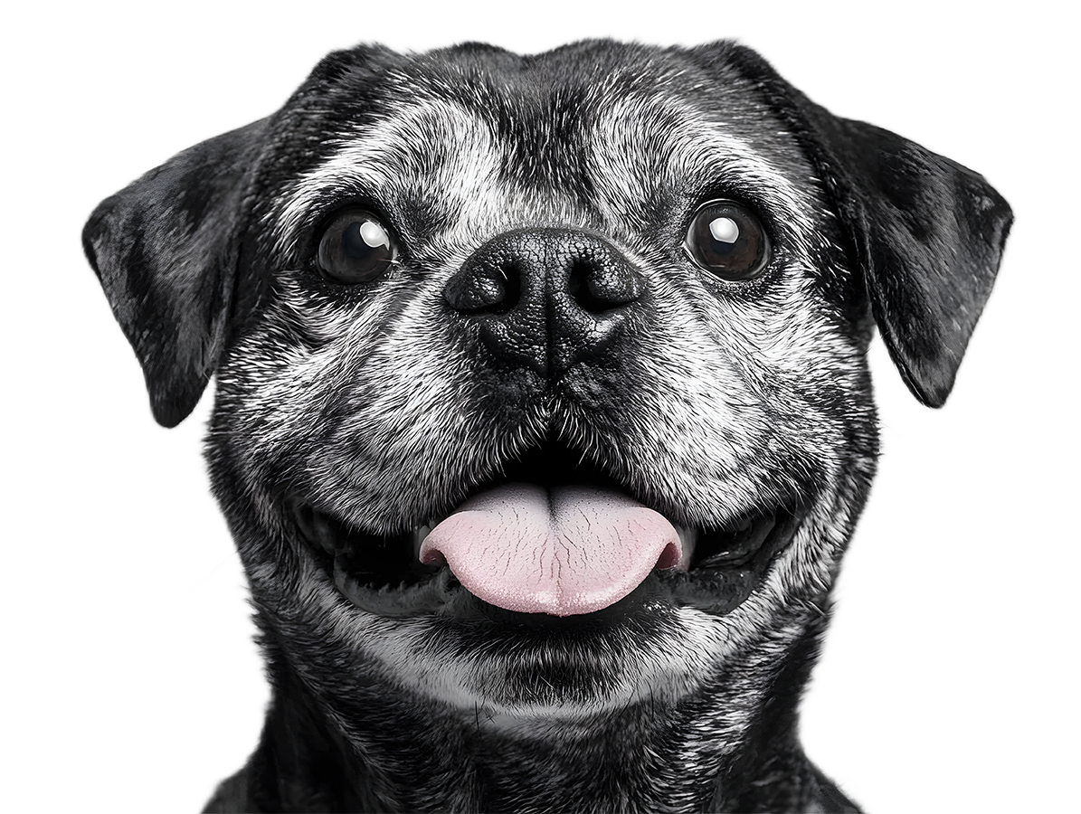 Geriatric Pet Geriatric pets