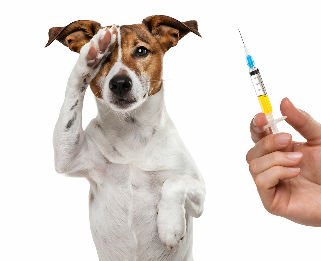 Pet Vacinations Pet Vacinations